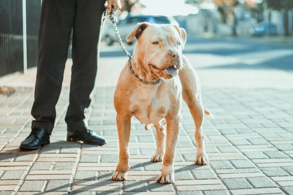 Opelousas dog bite lawyer