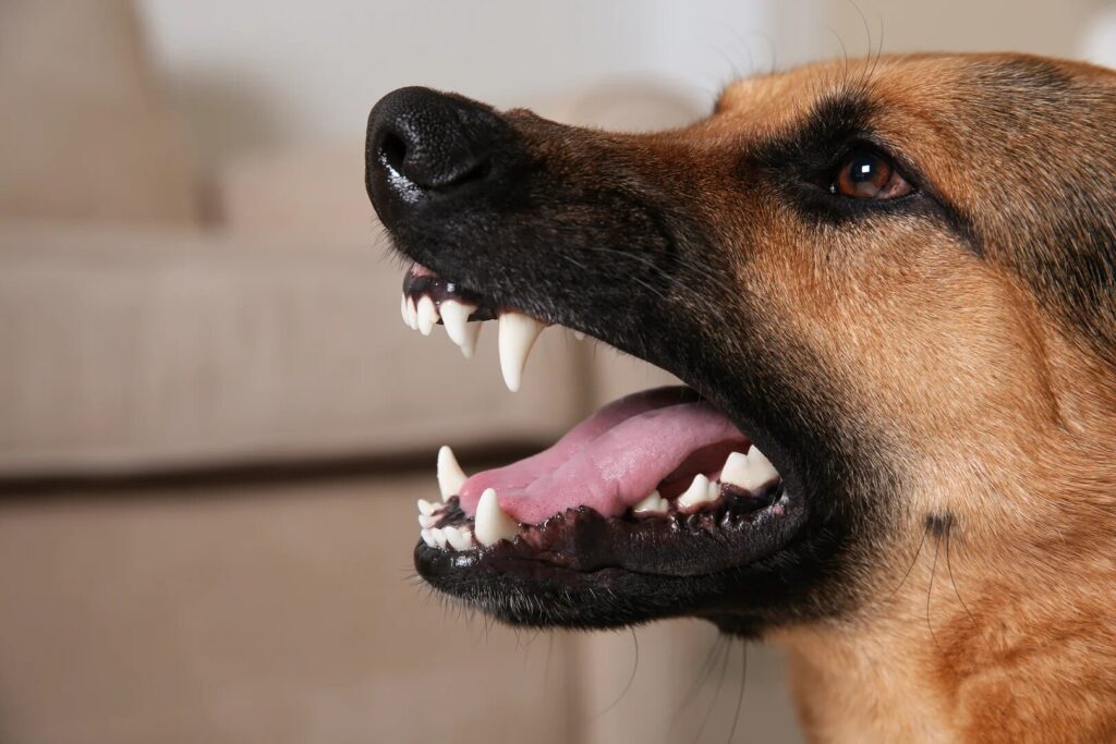 dog bite injury Opelousas compensation