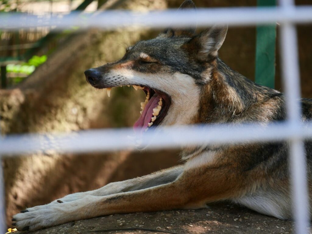 Opelousas animal bite lawyer
