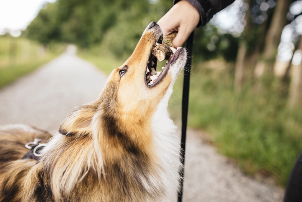Baton Rouge attack dog lawsuit