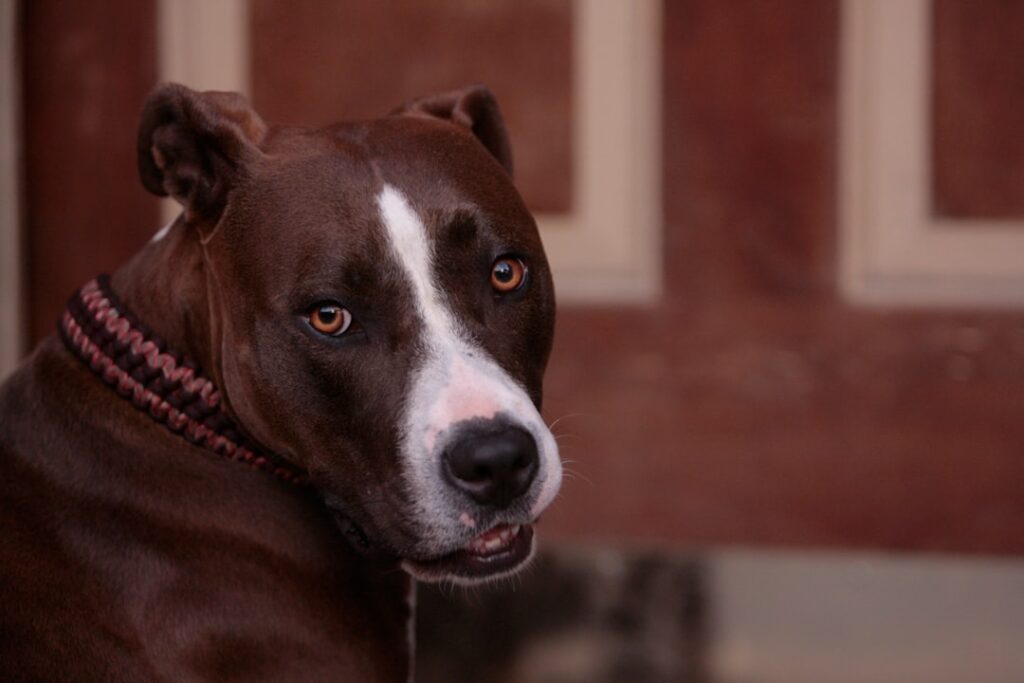 pit bull bite lawyer Opelousas