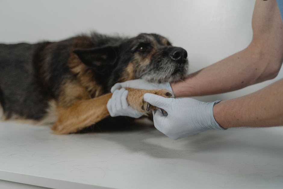 Medical care after a dog bite